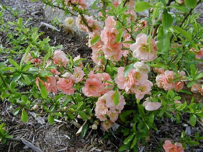 Chaenomeles x superba 'Cameo', Japanese Quince 'Cameo', Flowering Quince 'Cameo', Japanese Flowering Quince, Pink flowers, Early Spring blooms